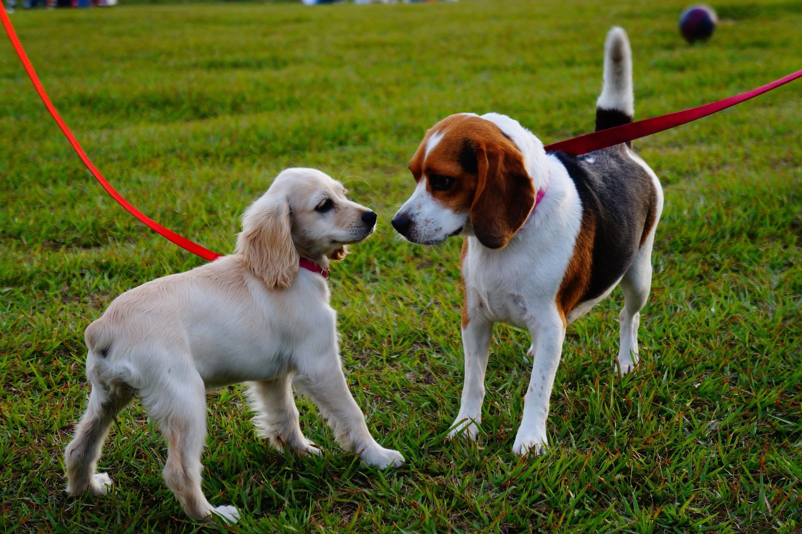 dogs-saying-hello