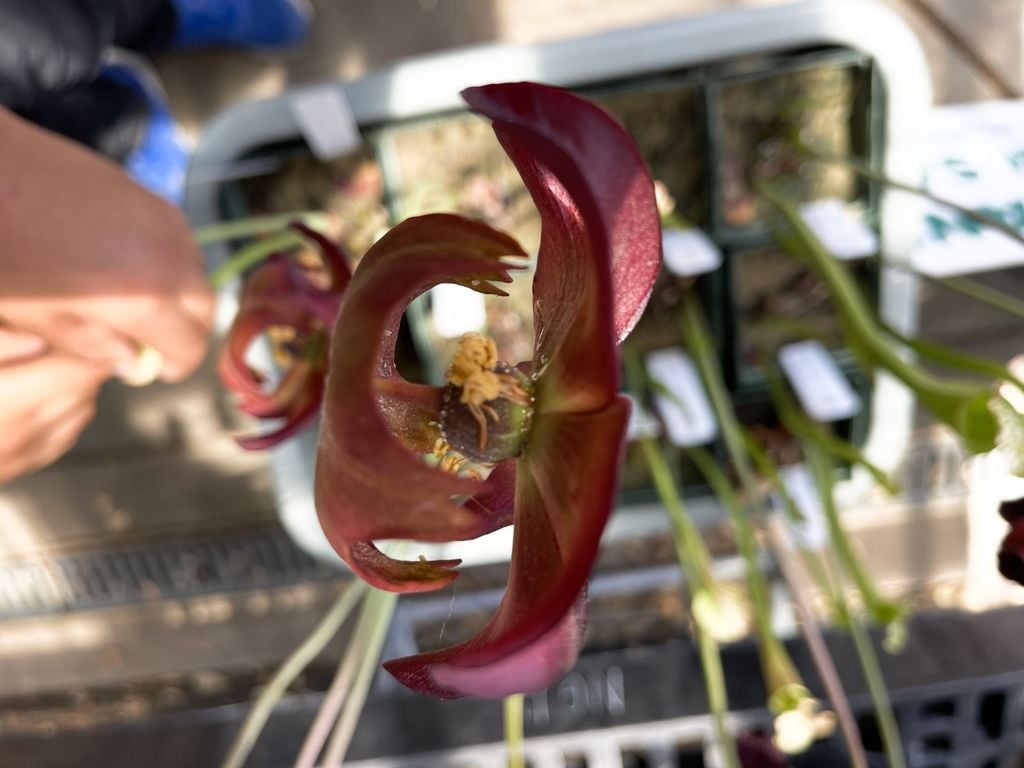 ucsc-arboretum-flower