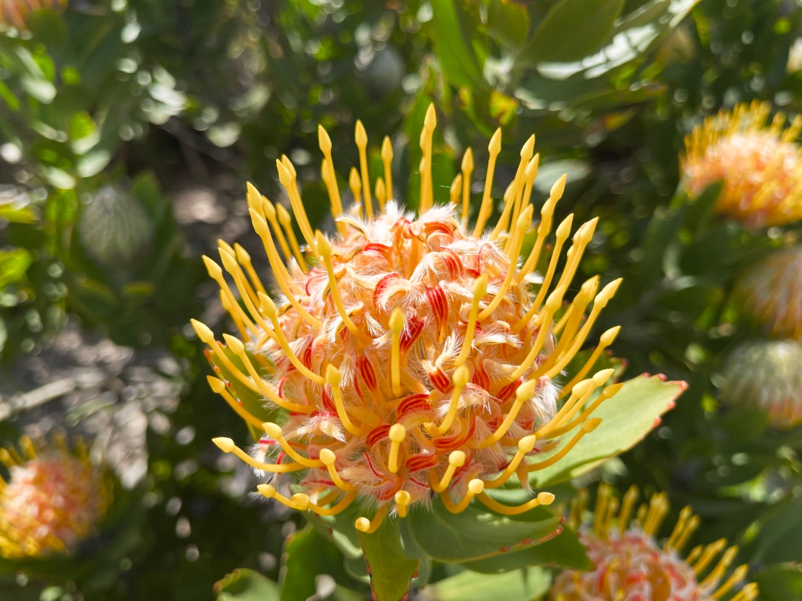 ucsc-arboretum-plant