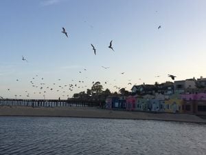 capitola-venetian-hotel-birds