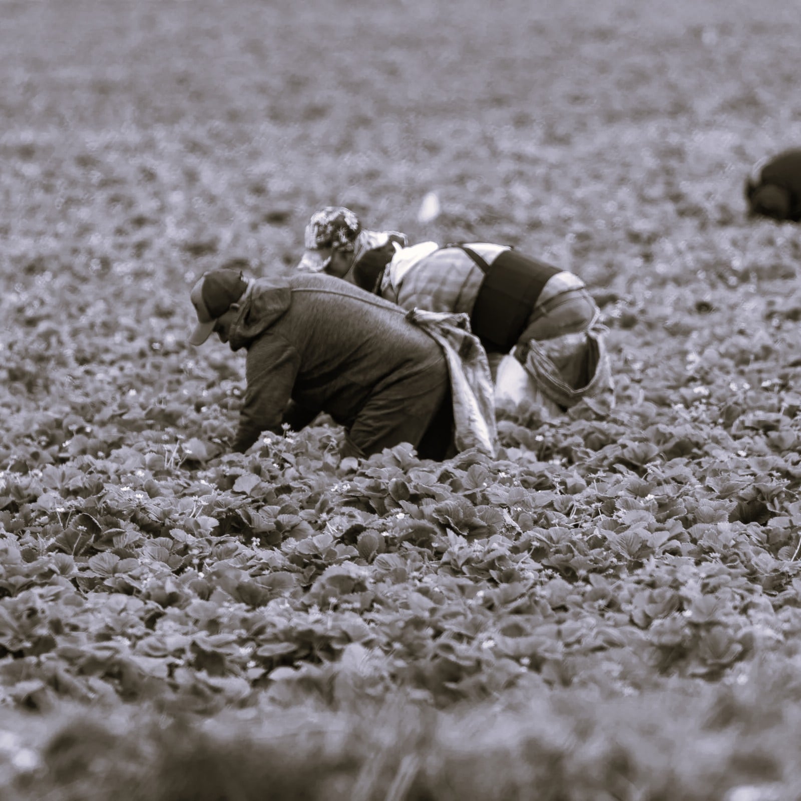 agriculture-12