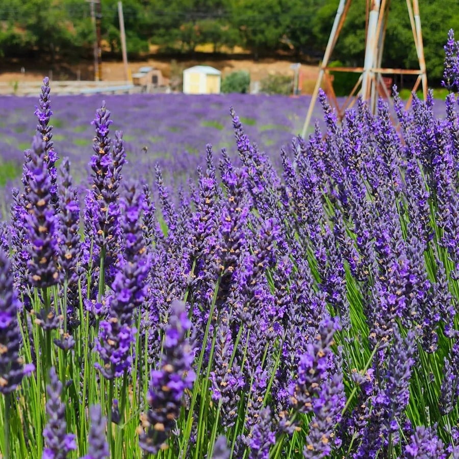 windmilllavender