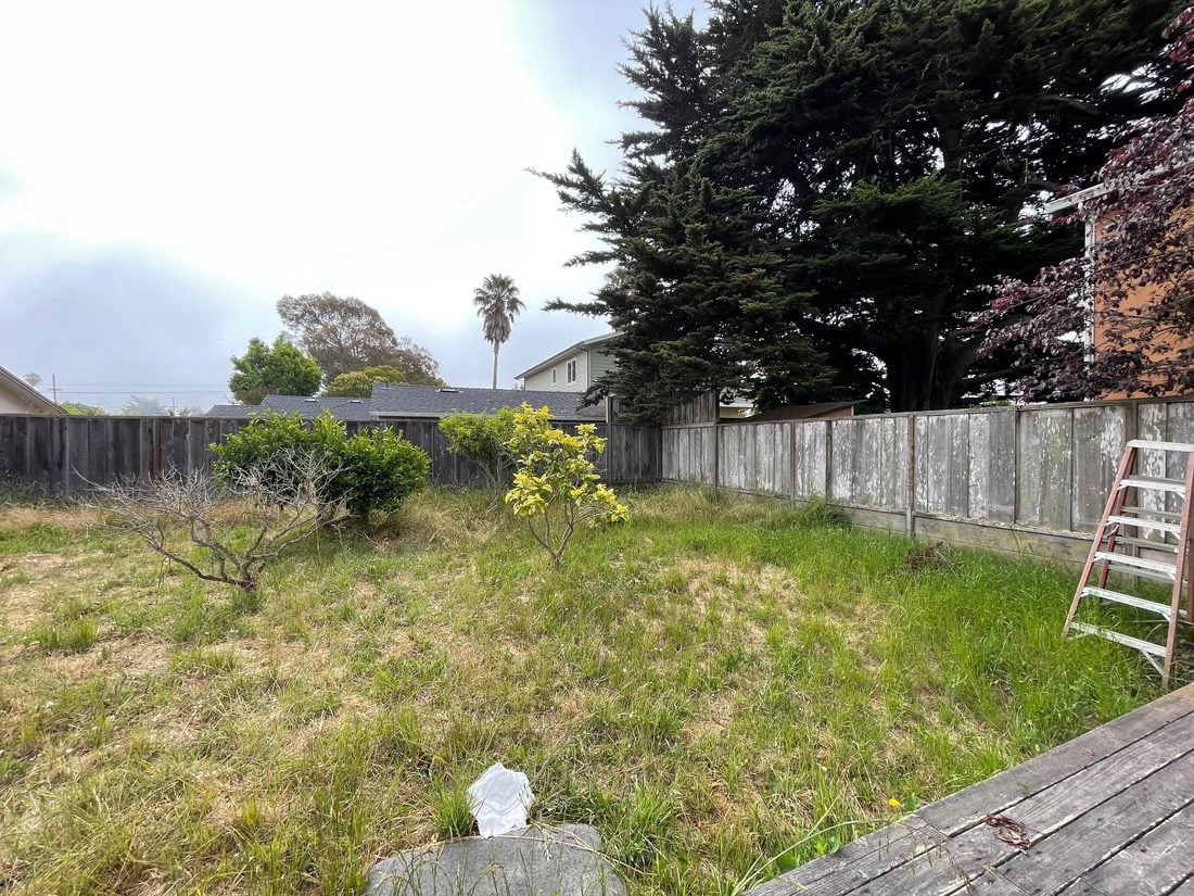 Backyard before: tall overgrown grass