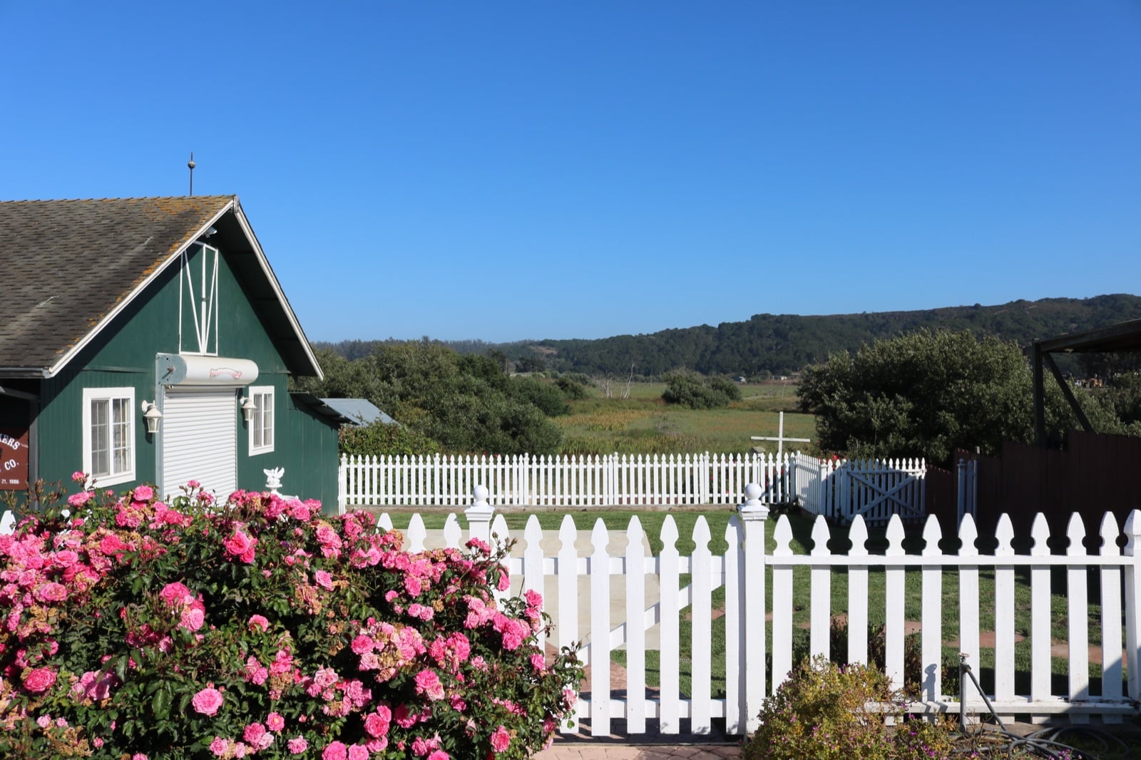 Back garden with roses, the green barn and hills beyond