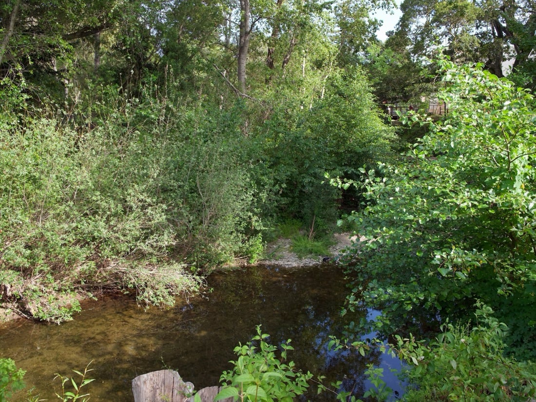 The creek running through dense green trees near the property
