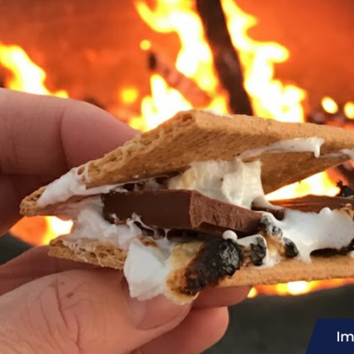 Cozy Up with S’more Seals: Fireside Chats About Delaware’s Winter Seal Visitors