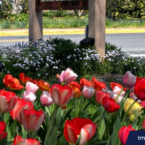 Lewes Tulip Celebration Returns with Thousands of Blooms and Spring Events