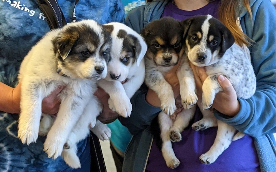 Pups_homepage_cropped