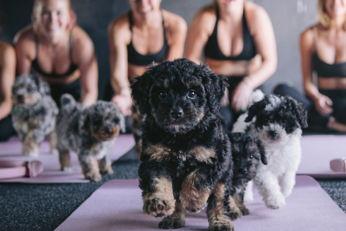 Puppies and Pilates