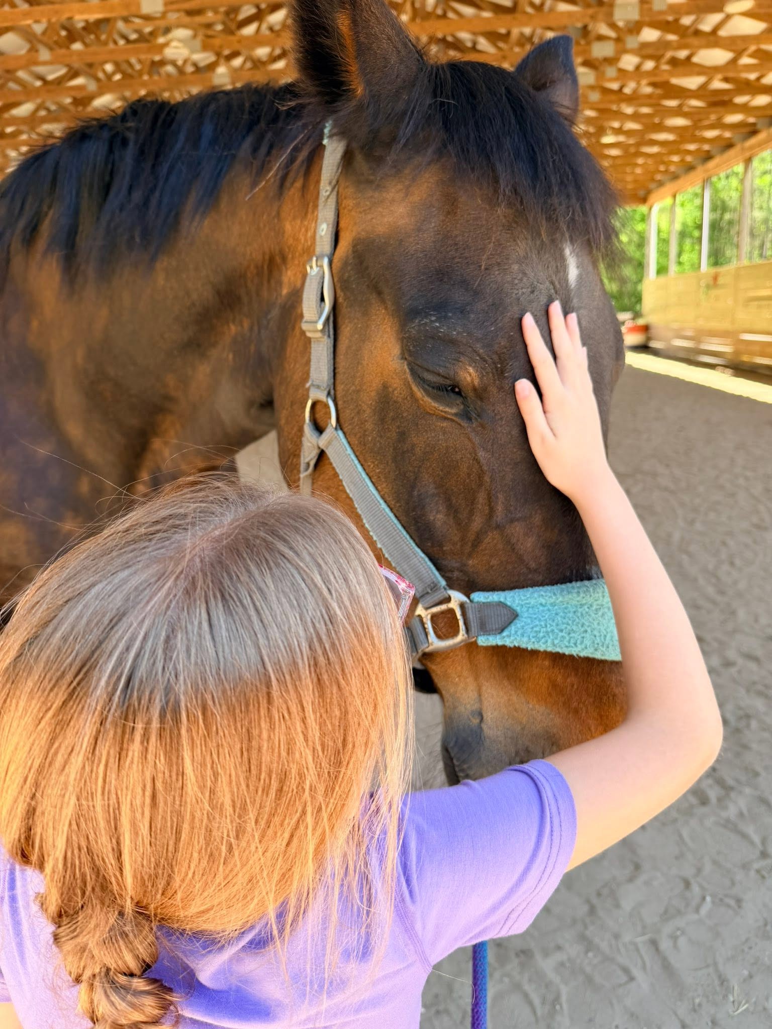 Sonshine Equine 2