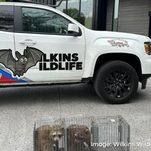 What to Know About Fox Kits and Young Wildlife This Summer
