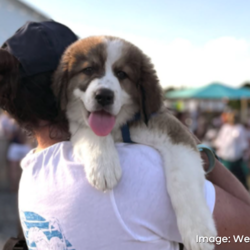 August 7th–August 9th: What’s Happening This Weekend in Coastal Delaware