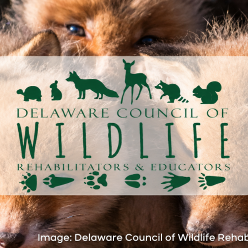 Delaware Wildlife Rescue Group Launches Fundraiser for New Center