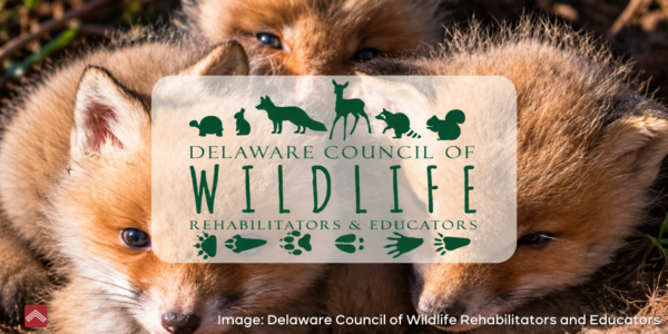 Delaware Wildlife Rescue Group Launches Fundraiser for New &hellip;