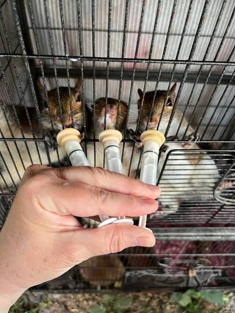 Delaware Council of Wildlife Rehabilitators and Educators 1