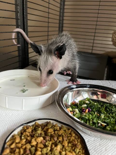 Delaware Council of Wildlife Rehabilitators and Educators 2