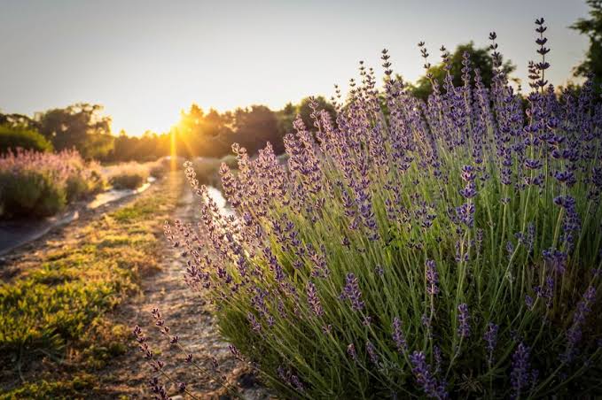 Lavender Fields at Warrington Manor