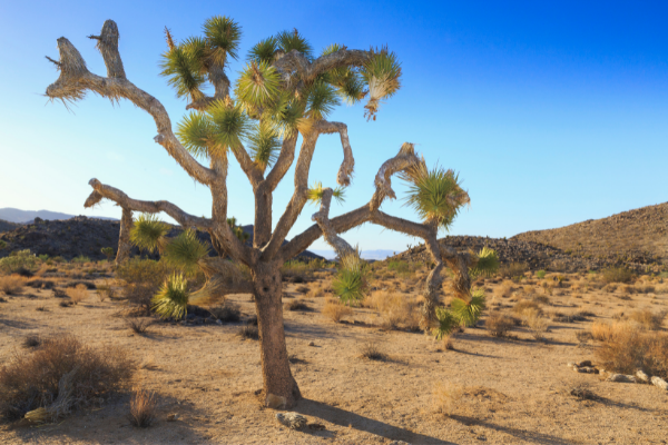 Joshua Tree National Park