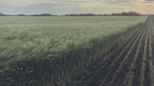 Ted Cawkwell - Press Image 12