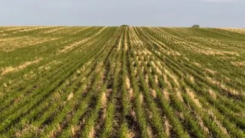 Ted Cawkwell - Press Image 6