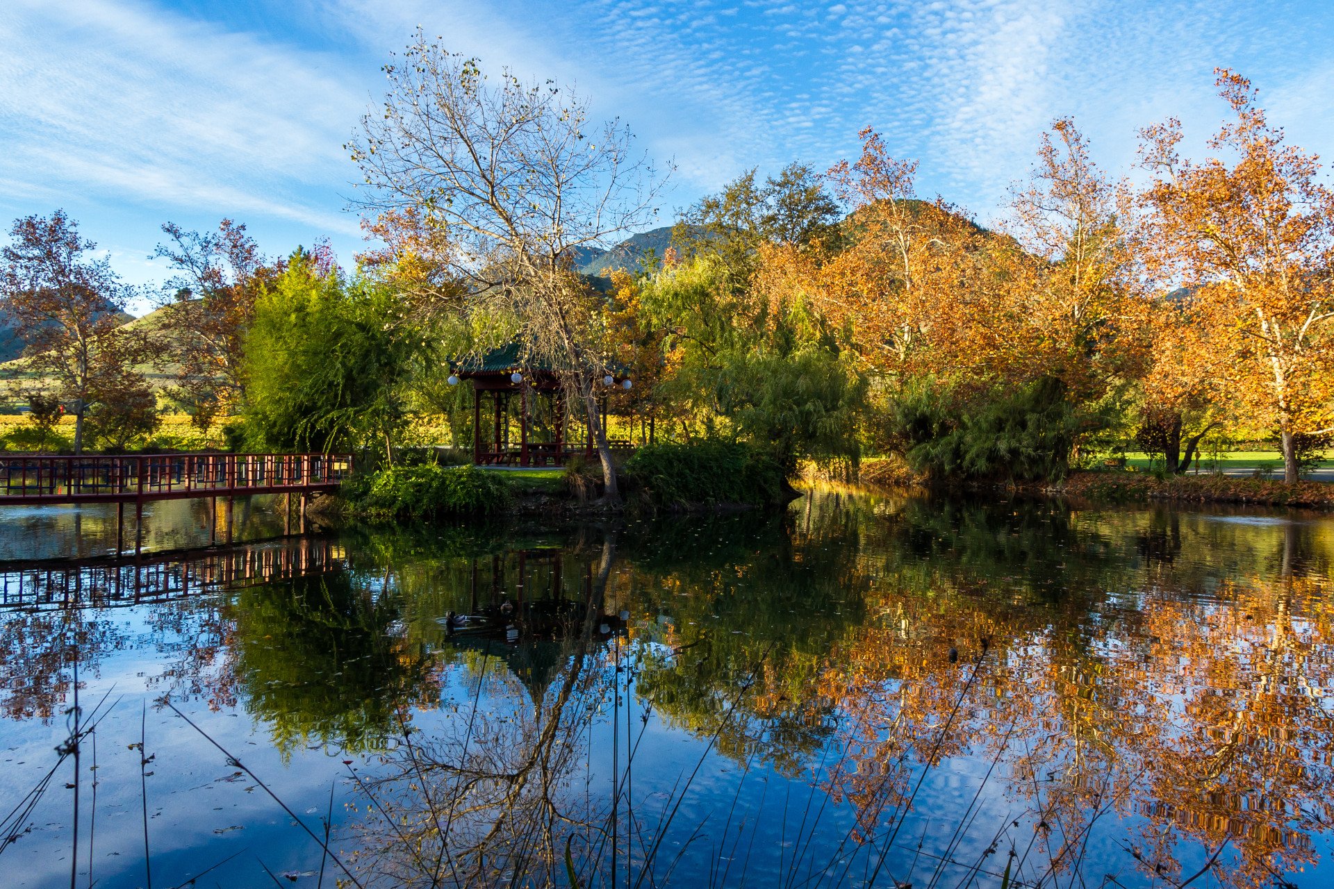 calming autumn scene with a peaceful pond and leaves in a variety of colors