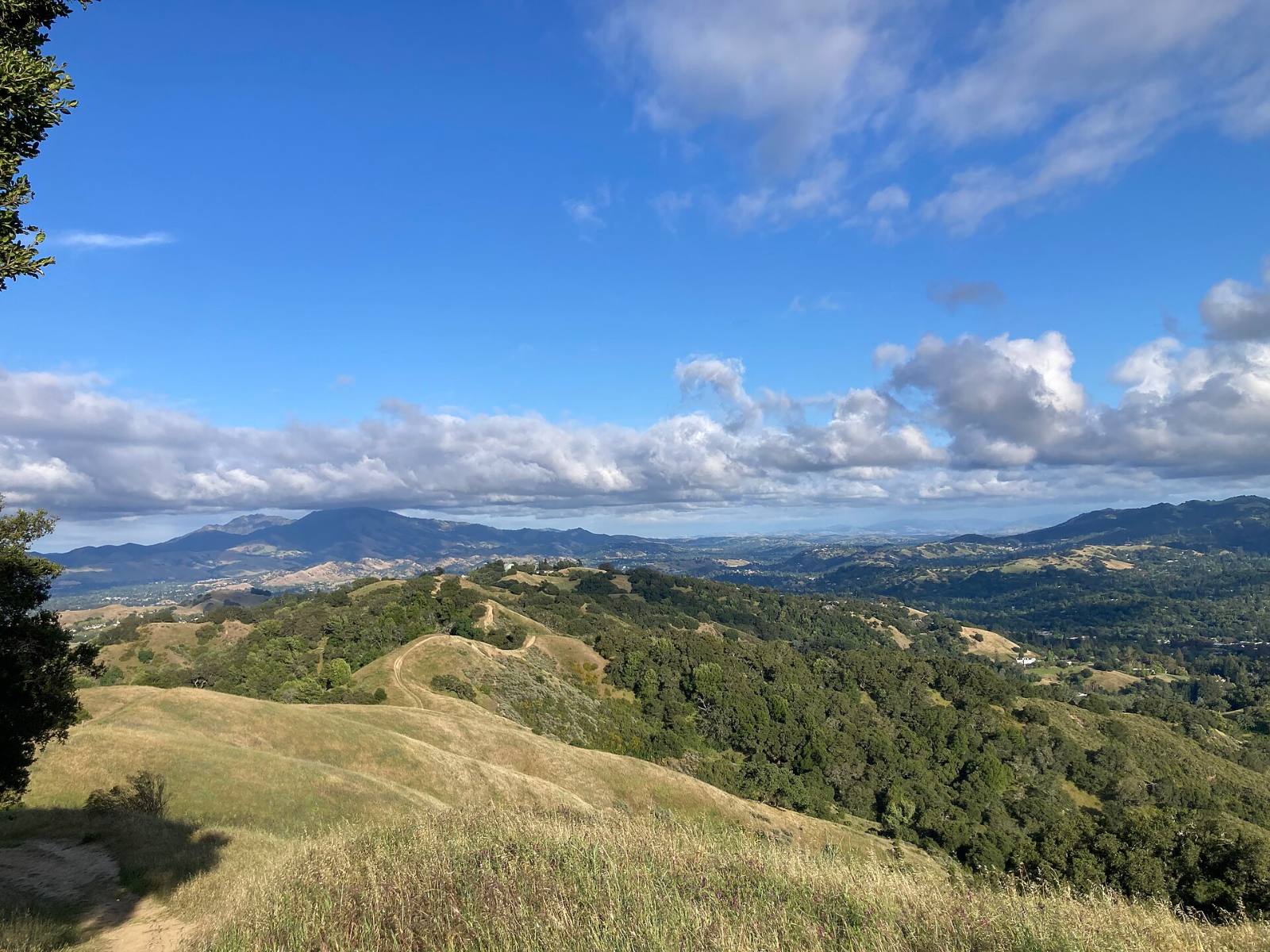 Dry grass ridges and oak woodland along the Lafayette Ridge Trail in Briones Regional Park, above Lafayette, California, May 2026