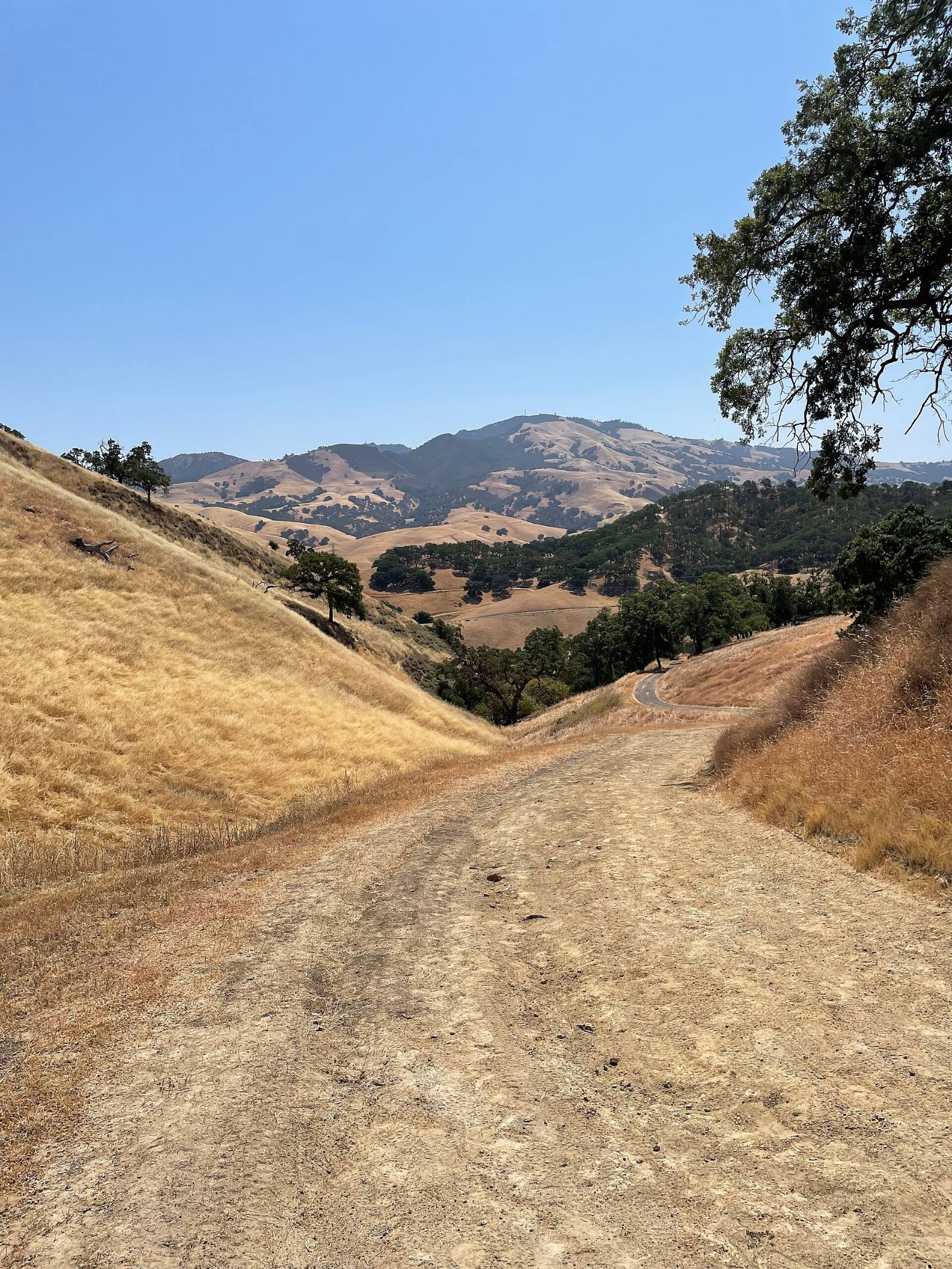 Dry grass hills and a fire road in Shell Ridge Open Space, Walnut Creek, California, with Mount Diablo behind, June 2025