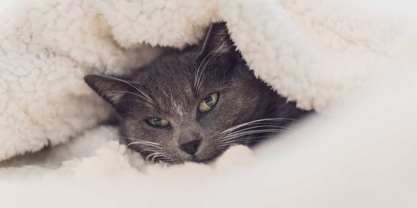 Virtual Services Available to Get Us Through COVID-19 &hellip;