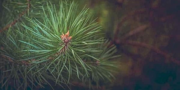 Tiny Trees - Colorado Seedling Program