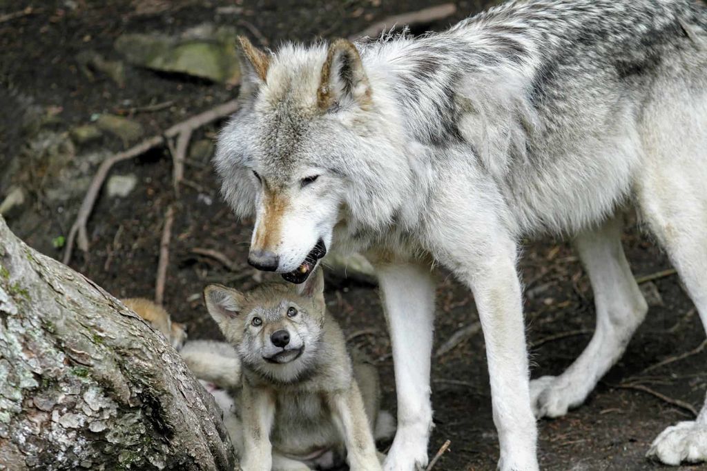 wolf-and-pup
