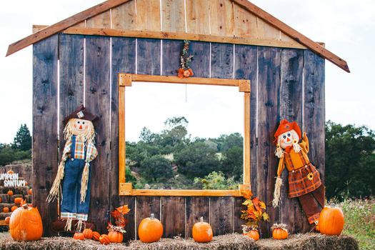 Festive Halloween Pumpkin Patch with Scarecrows