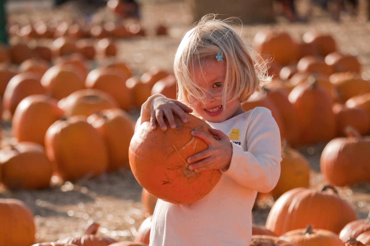 Picking pumpkins