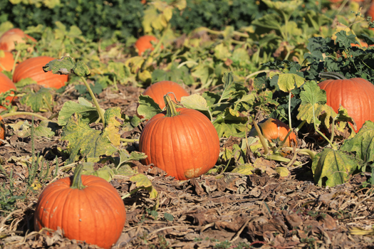 Pumpkin patch