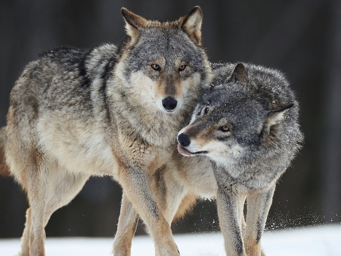 The Colorado Wolf and Wildlife Center