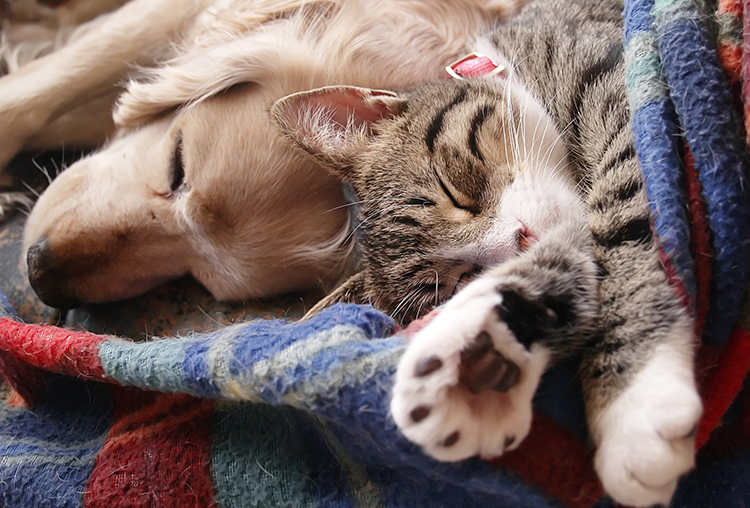 Pet Owner’s Guide to Selling Your Home