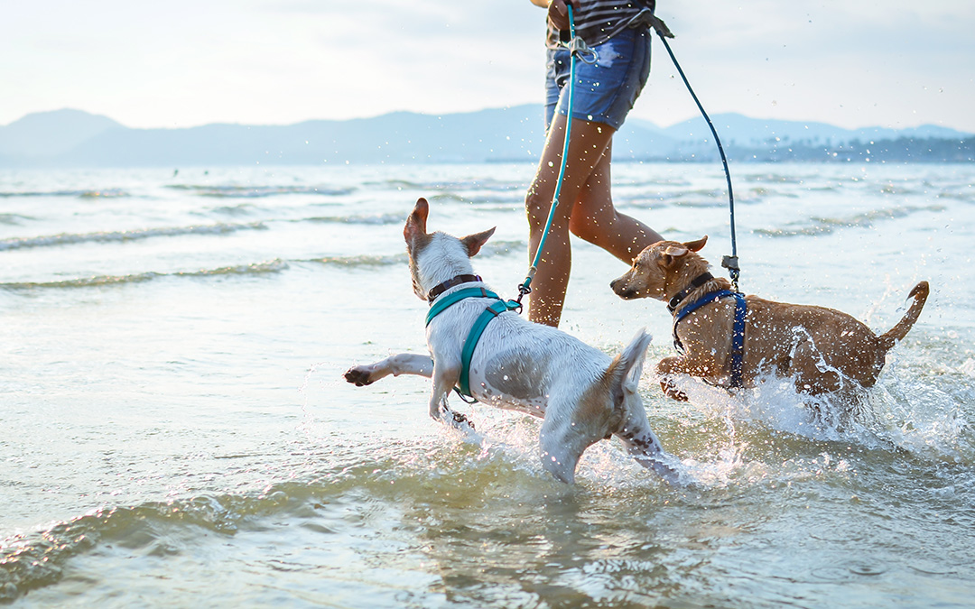 Huntington Beach Dog Parks and Beaches