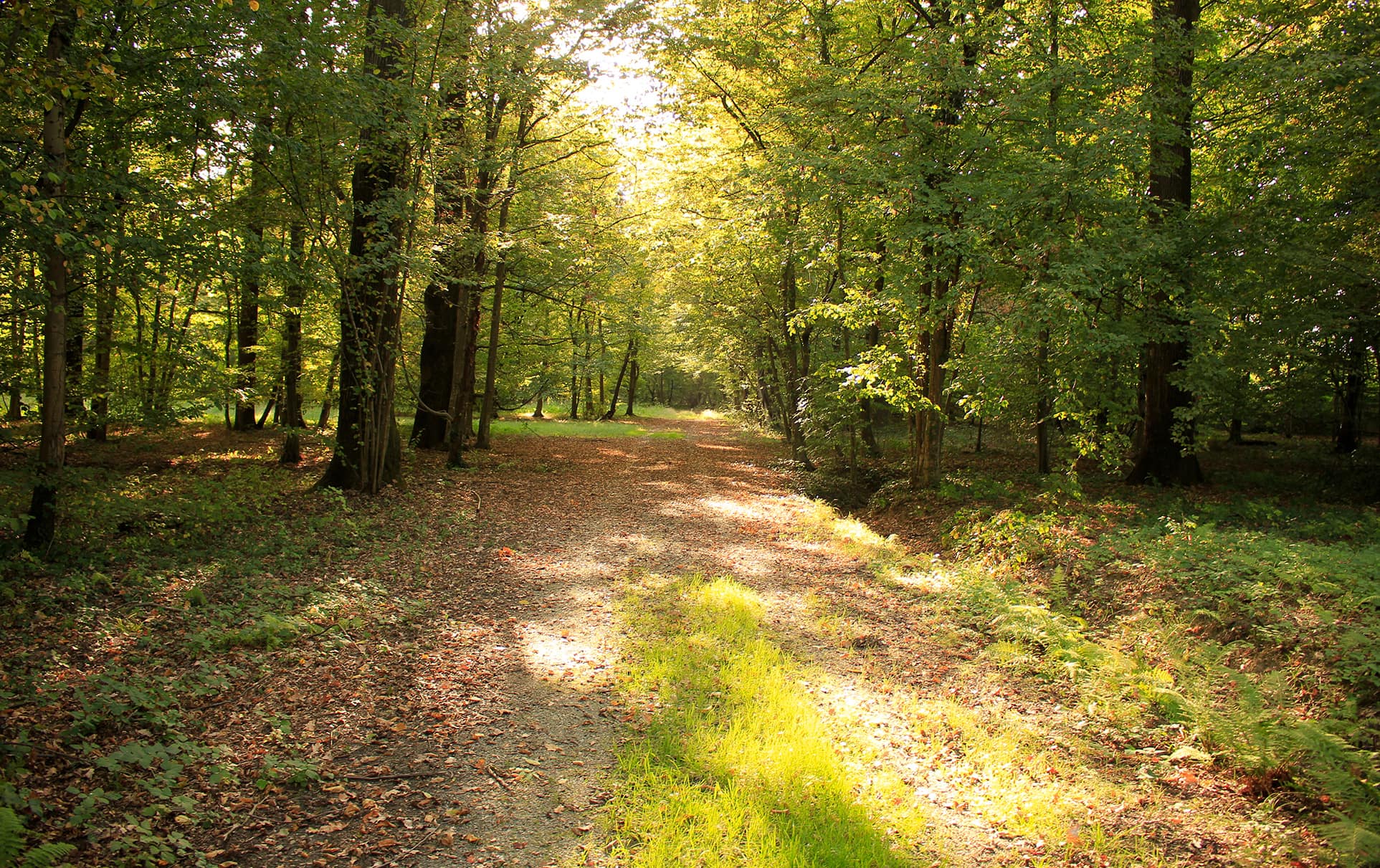 Eucalyptus Hills FirstTeam