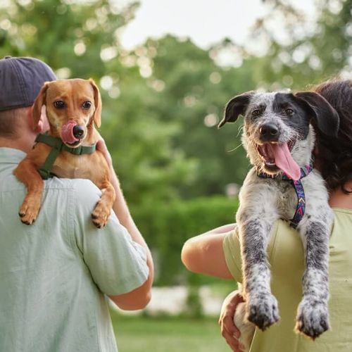 Pet Owners: Features That Quietly Add Value To Your Home