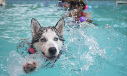 Get Ready for a Doggone Good …