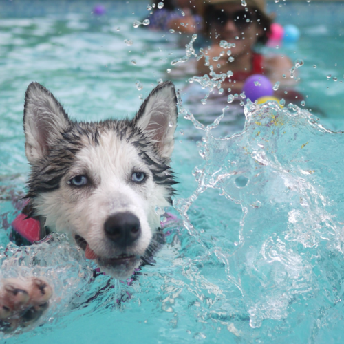 Get Ready for a Doggone Good Time at Dog Daze 2025!