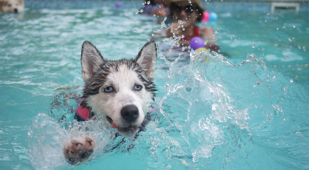 Doggone-Good-Time-at-Dog-Daze-debbie-dogrul-associates-blog