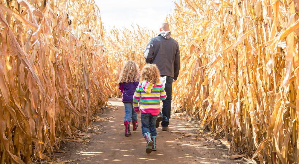 debbie-dogrul-associates-corn-maze-blog
