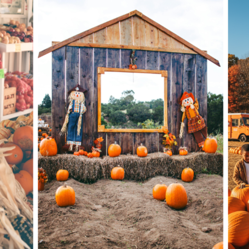 Fall Festivals, Farm Fun, and Family-Friendly Events in Northern Virginia