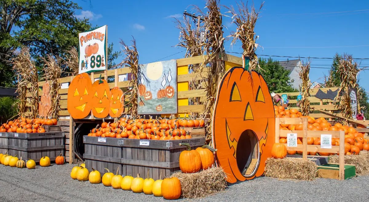 pumpkin-hill