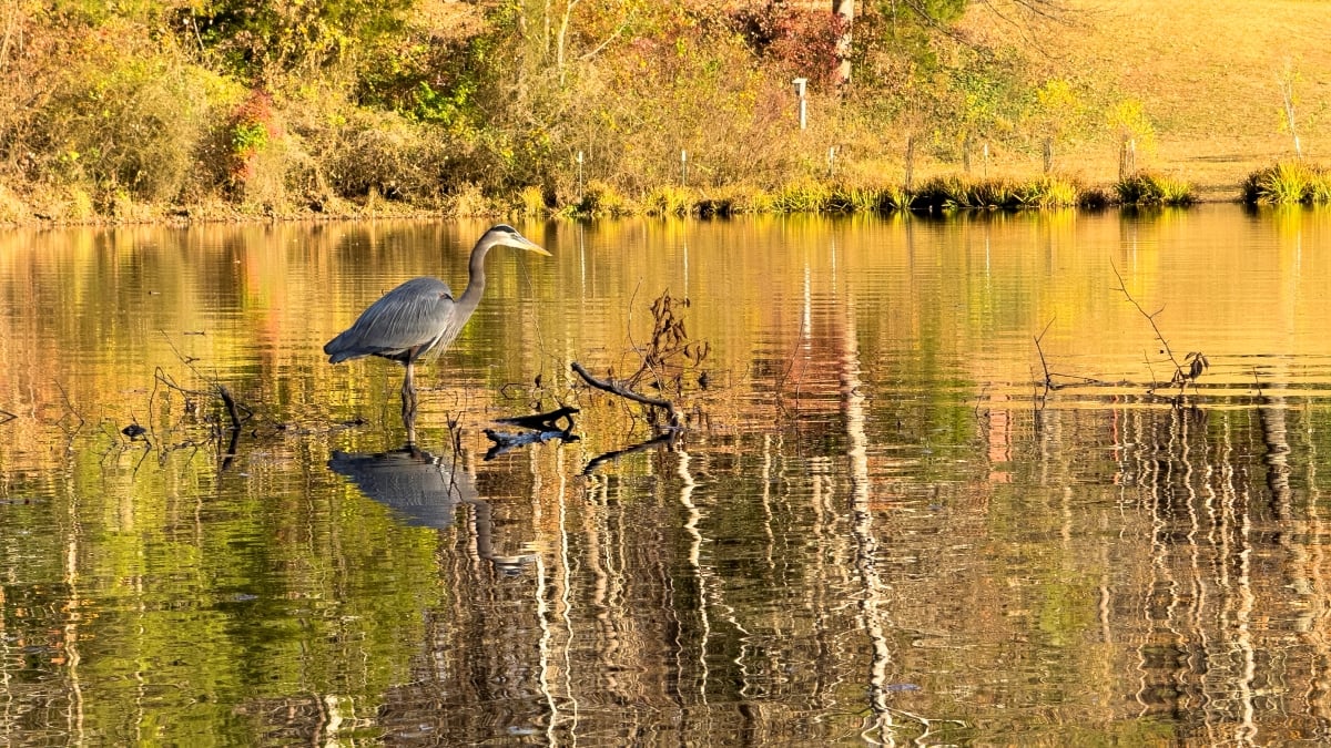 debbie-dogrul-associates-blog-lake-royal-fairfax-va (5)