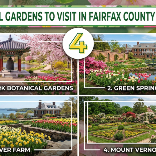 4 Beautiful Gardens to Visit in Fairfax County This Spring