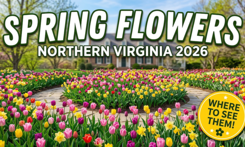 Where to See Spring Flowers Blooming in Northern Virginia 2026