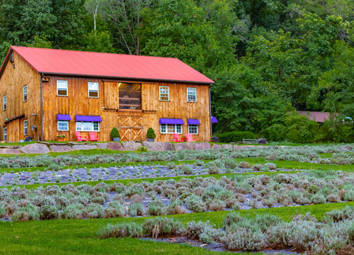 Peace Valley Lavender-3