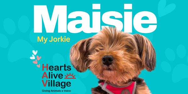 Meet Maisie, My Jorkie — And Why Mixed-breed …