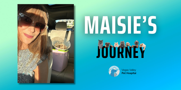 Vegas Confidential: A Love Letter To Maisie’s Vet …
